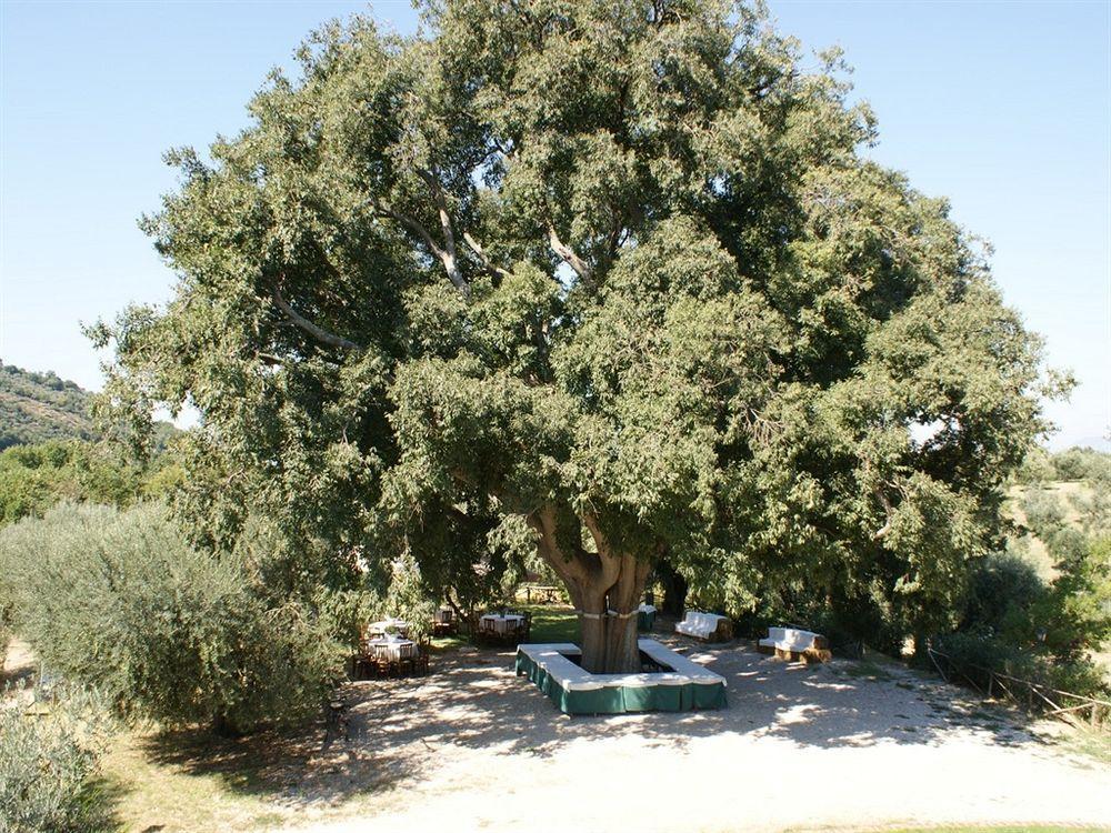 Azienda Agricola Il Bagolaro Nerola Exterior photo