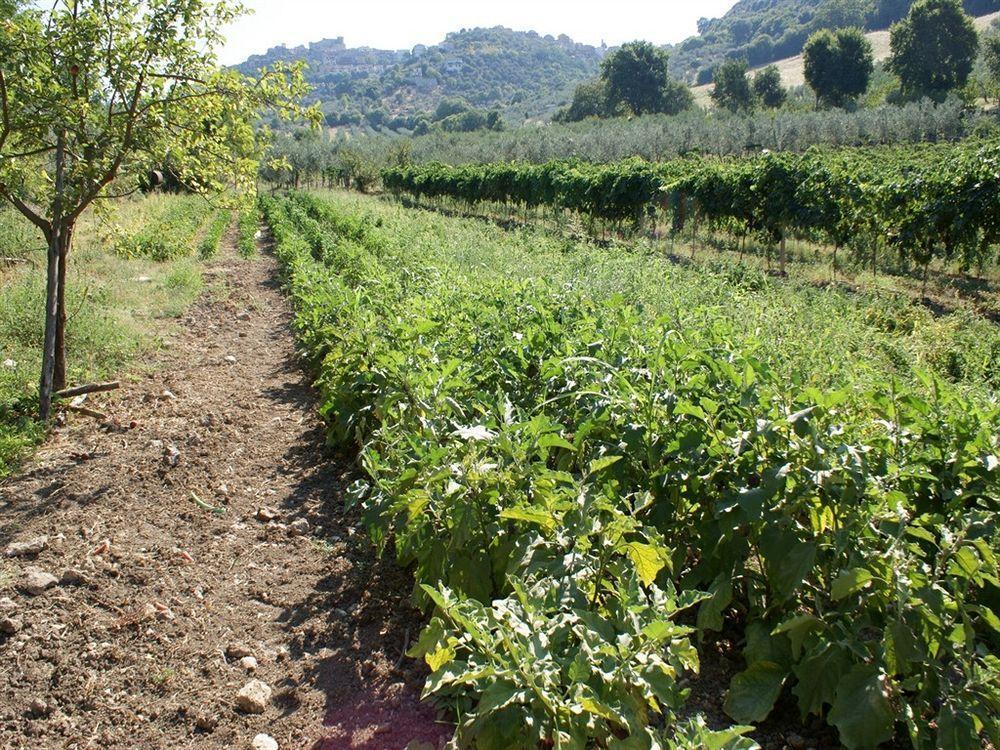 Azienda Agricola Il Bagolaro Nerola Exterior photo